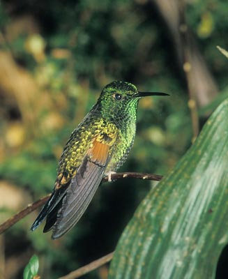 Stripe-tailed Hummingbird (Eupherusa eximia) photo image