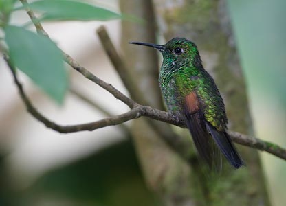 Stripe-tailed Hummingbird (Eupherusa eximia) photo image
