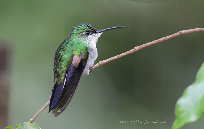 Stripe-tailed Hummingbird (Eupherusa eximia) photo image