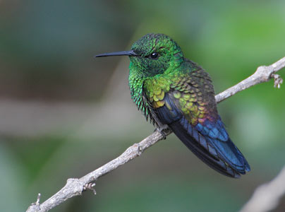 Steely-vented Hummingbird (Amazilia saucerrottei) photo