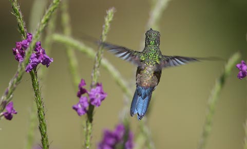 Steely-vented Hummingbird (Amazilia saucerrottei) photo