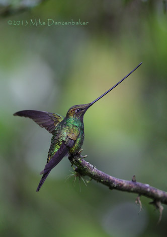 Sword-billed Hummingbird (Ensifera ensifera) photo