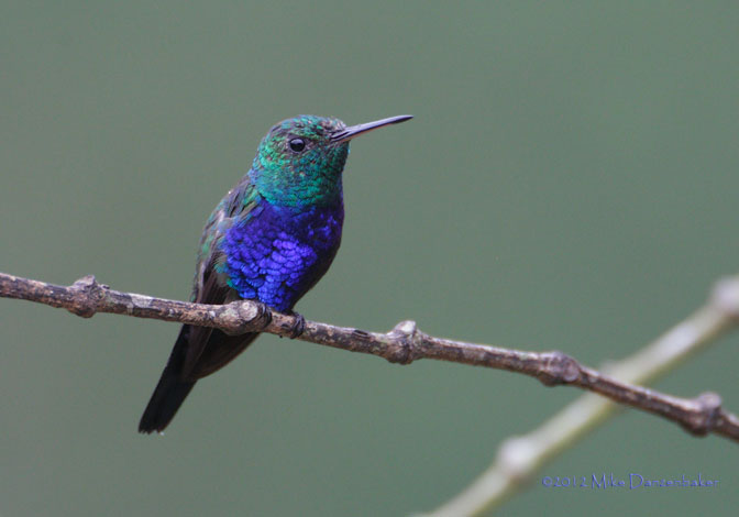 Violet-bellied Hummingbird (Damophila julie) photo