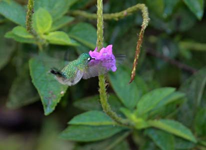 Violet-headed Hummingbird (Klais guimeti) photo image