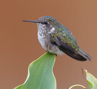 Volcano Hummingbird (Selasphorus flammula) photo image