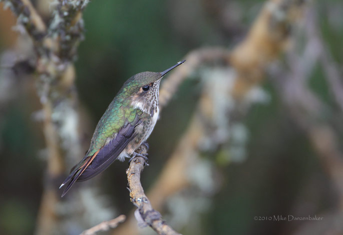 Volcano Hummingbird (Selasphorus flammula) photo image