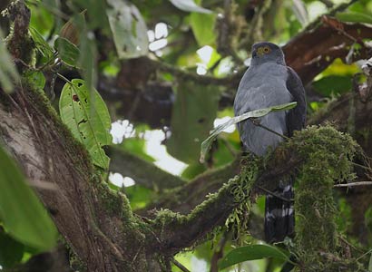 Bicolored Hawk (Accipiter bicolor) photo