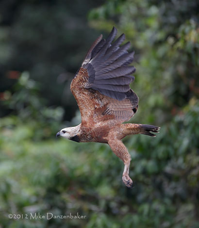 Black-collared Hawk (Busarellus nigricollis) photo image