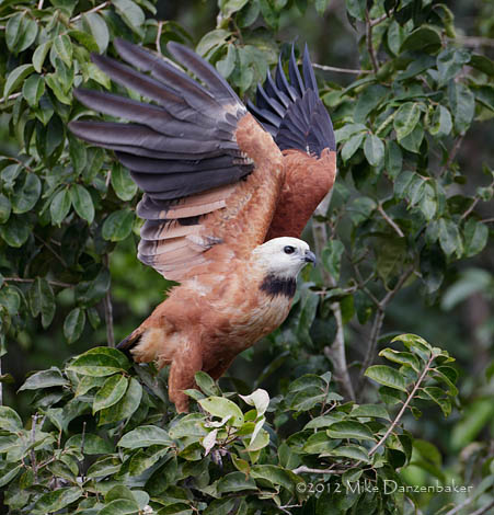 Black-collared Hawk (Busarellus nigricollis) photo image