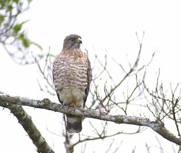 Broad-winged Hawk (Buteo platypterus) photo image