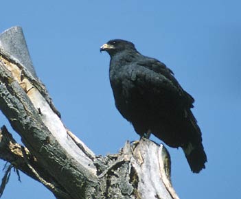 Common Black Hawk (Buteogallus anthracinus) photo image
