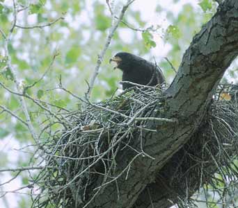 Common Black Hawk (Buteogallus anthracinus) photo image