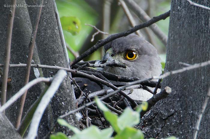 Chilean Hawk (Accipiter chilensis) photo