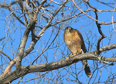 Cooper's Hawk (Accipiter cooperii) photo image