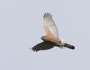 Cooper's Hawk (Accipiter cooperii) photo