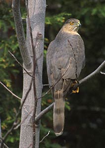 Cooper's Hawk (Accipiter cooperii) photo image