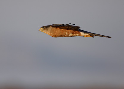 Cooper's Hawk (Accipiter cooperii) photo