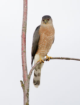 Cooper's Hawk (Accipiter cooperii) photo