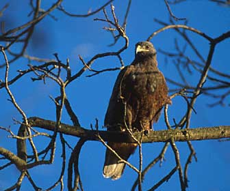 Ferruginous Hawk (Buteo regalis) photo image