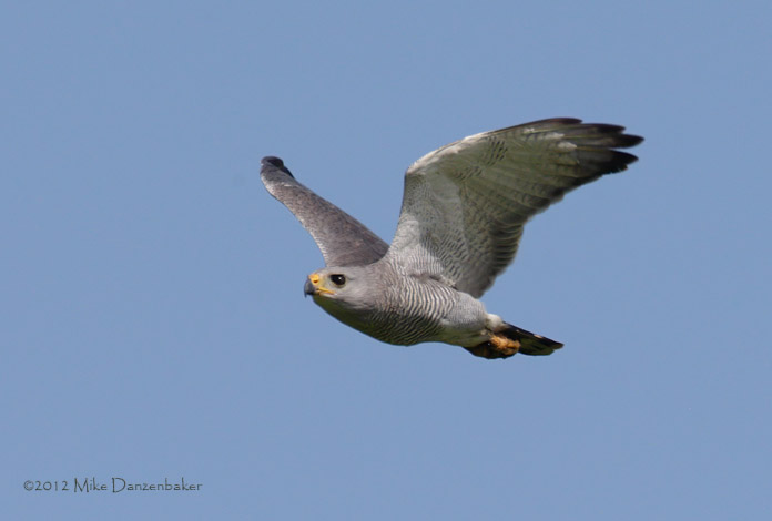 Gray-lined Hawk (Buteo nitidus) photo image