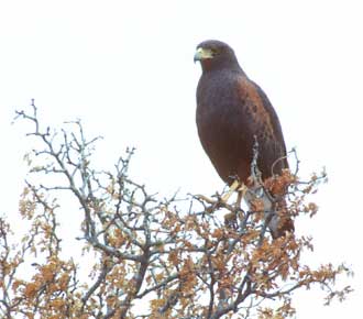 Harris's Hawk (Parabuteo unicinctus) photo image