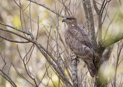 cuckoo hawk