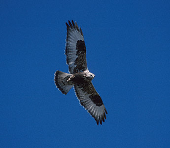 Rough-legged Hawk (Buteo lagopus) photo image