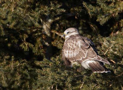 Rough-legged Hawk (Buteo lagopus) photo image