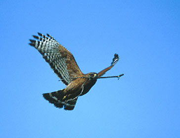 Red-shouldered Hawk (Buteo lineatus) photo image