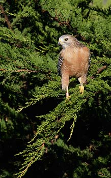 Red-shouldered Hawk (Buteo lineatus) photo image