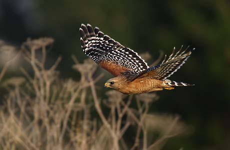 Red-shouldered Hawk (Buteo lineatus) photo image