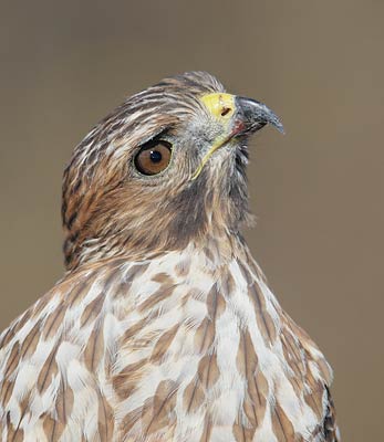 Red-shouldered Hawk (Buteo lineatus) photo image