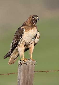 Red-tailed Hawk (Buteo jamaicensis) photo image