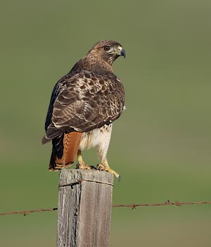 Red-tailed Hawk (Buteo jamaicensis) photo image