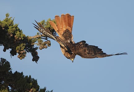 Red-tailed Hawk (Buteo jamaicensis) photo image