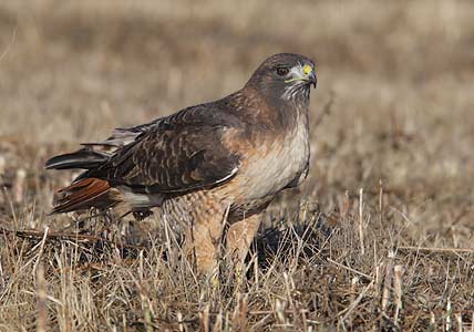Red-tailed Hawk (Buteo jamaicensis) photo image