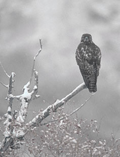 Red-tailed Hawk (Buteo jamaicensis) photo image