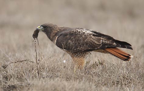 Red-tailed Hawk (Buteo jamaicensis) photo image