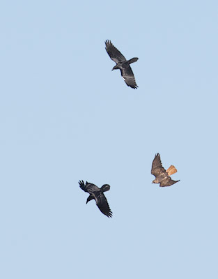 Red-tailed Hawk (Buteo jamaicensis) photo image