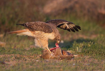 Red-tailed Hawk (Buteo jamaicensis) photo image