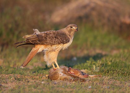 Red-tailed Hawk (Buteo jamaicensis) photo image