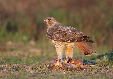 Red-tailed Hawk (Buteo jamaicensis) photo image