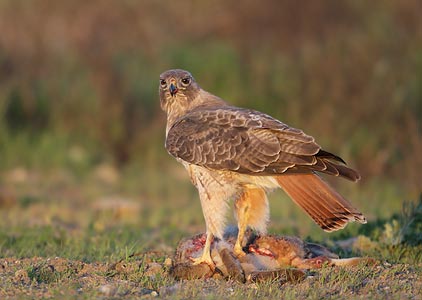 Red-tailed Hawk (Buteo jamaicensis) photo image