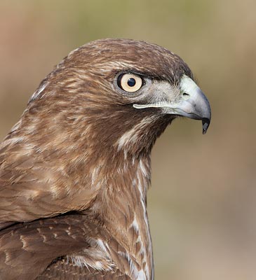Red-tailed Hawk (Buteo jamaicensis) photo image