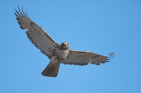 Red-tailed Hawk (Buteo jamaicensis) photo image