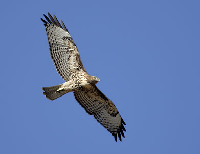 Red-tailed Hawk (Buteo jamaicensis) photo image