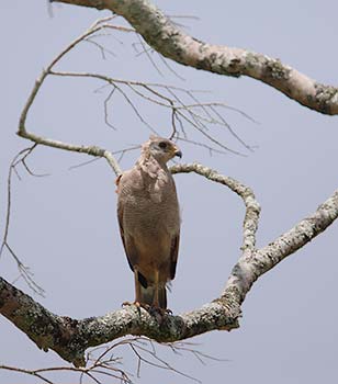 Savanna Hawk (Buteogallus meridionalis) photo image