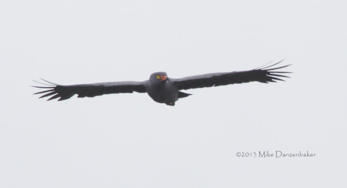 Slate-colored Hawk (Leucopternis schistaceus) photo