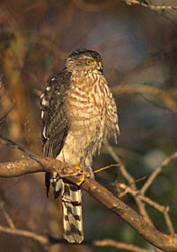 Sharp-shinned Hawk (Accipiter striatus) photo image