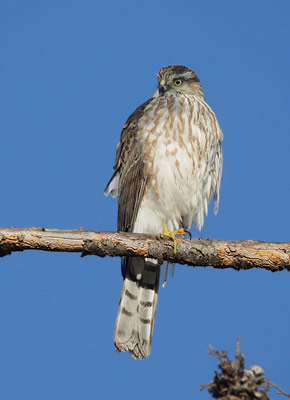 Sharp-shinned Hawk (Accipiter striatus) photo image
